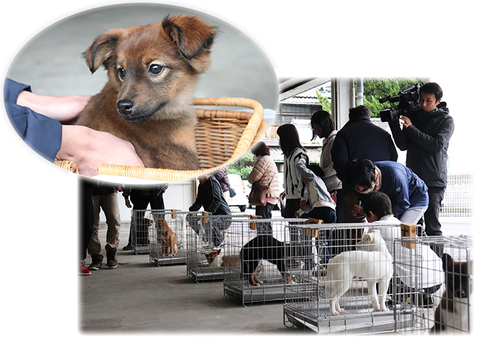 愛媛銀行本店で犬の移動譲渡会を開催します！