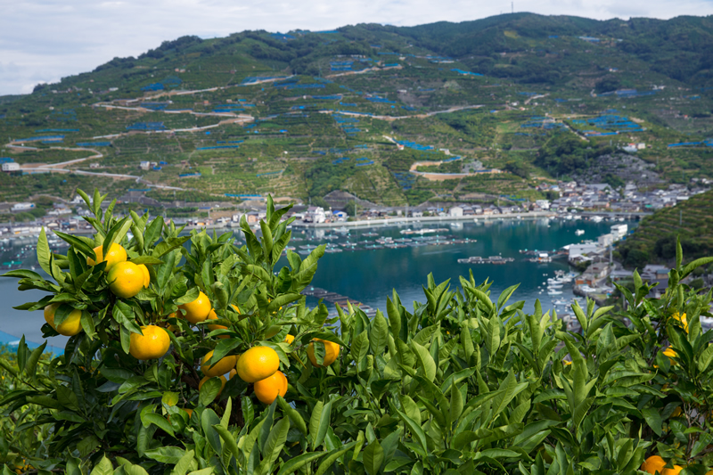 四国八十八カ所支店 ためる・ふやす 愛媛銀行